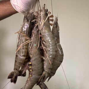 সুন্দরবনের বাগদা চিংড়ি