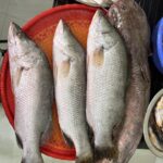 Fresh Fish